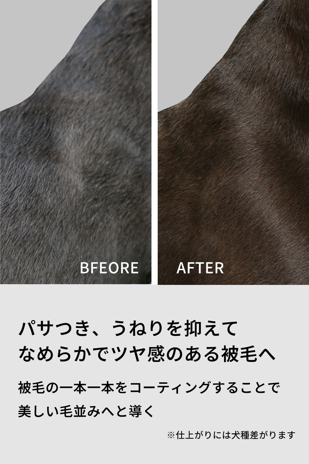 シャントリドッグ