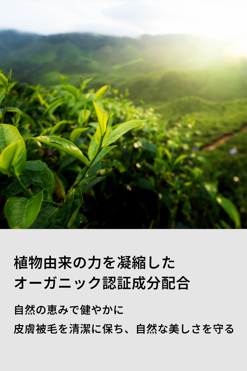 ドッグシャンプー