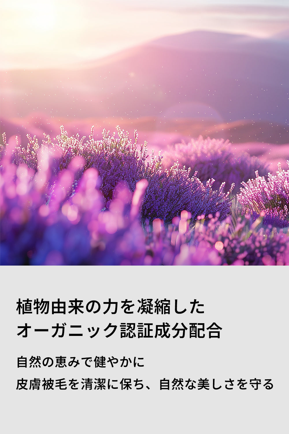 アロマティック ドッグシャンプー